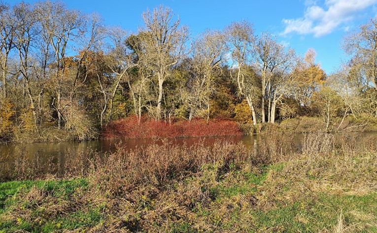 Riparian woodland flanking the River Thames 