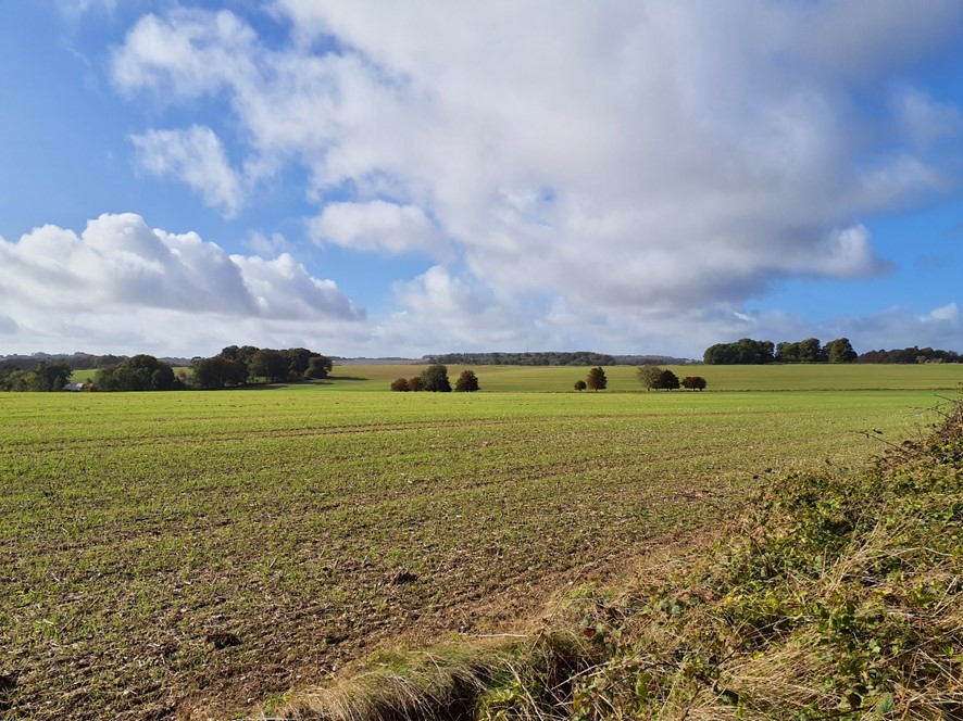 Woodland at The Warren provides a backdrop to views across large-scale arable