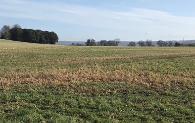 Open pasture field with long views to the Chiltern hills