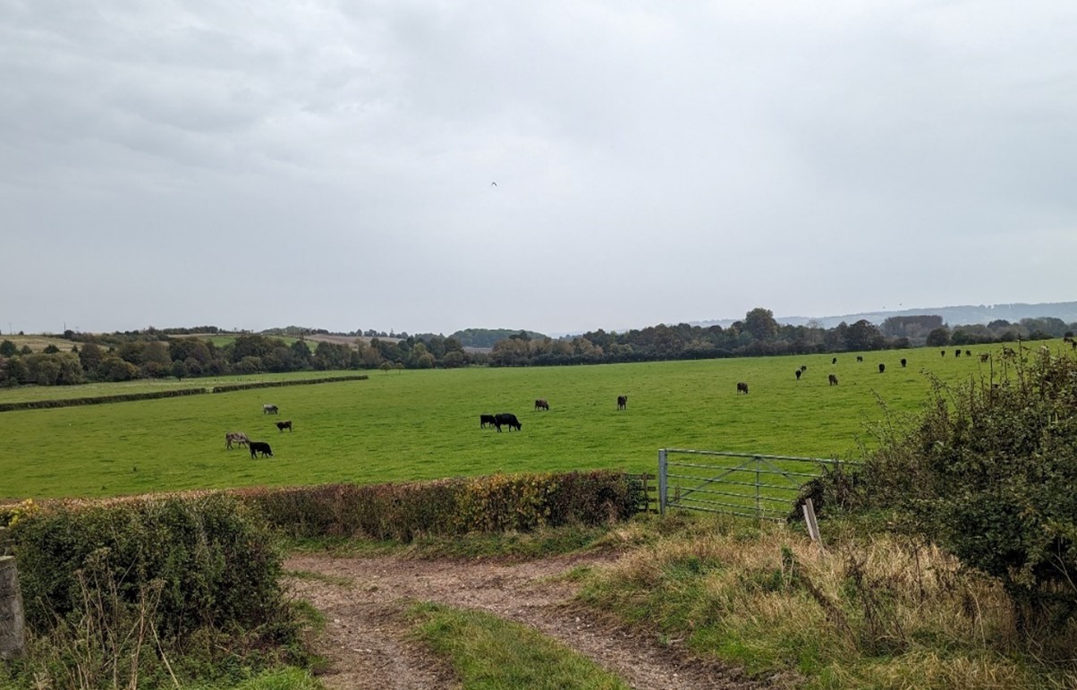 Grazing cattle with wooded backdrop