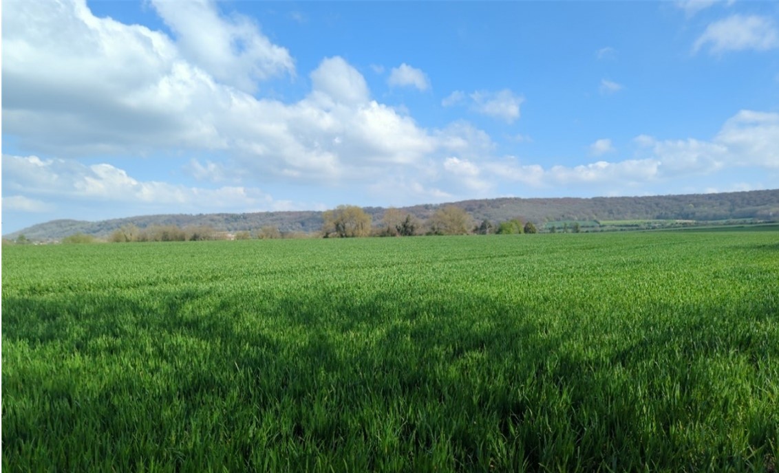 Kingston Wood forms a backdrop to the edge of Kingston Blount