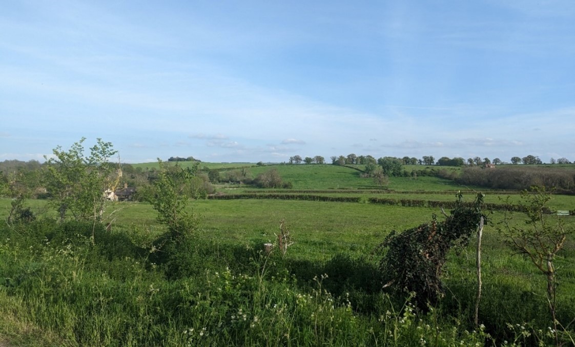 Mature hedgerow trees along field boundaries in distance